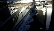 Aç Tilki  Şehir Merkezine İndi