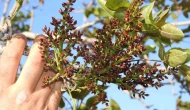 Antep Fıstığında Don Endişesi Geride Kaldı