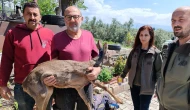 Zeytin Bahçesinde Yaralı Karaca Bulundu
