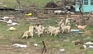 Sokak Köpekleri Endişe Yaratıyor