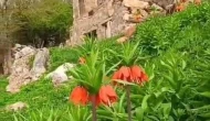 Ters Laleler Baharı Karşıladı