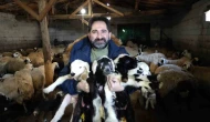 Oğlak ve Kuzular İçin Telaşlı Günler
