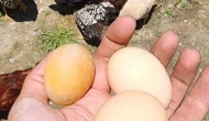 Elazığ’da Şaşkınlık Yaratan Yumurta! Görenler Gözlerine İnanamadı!