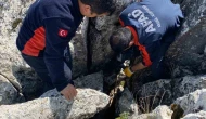 Kayalıklara Sıkışan Keçi, AFAD’ın Müdahalesiyle Kurtarıldı