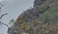 Dağ Keçileri Yağmur Altında Görüntülendi