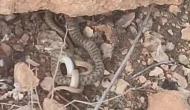 Doğada Nadir An Yılan Yılanı Yedi