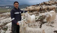 Kurt Saldırıları Çobanı Canından Bezdirdi