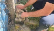 Kafasına Bidon Sıkışan Köpek Kurtarıldı