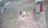 Kangal Köpeği Tilkiyi Kümesten Uzaklaştırdı