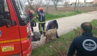 5 Metrelik Kuyuya Düşen Koyun Kurtarıldı