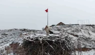 Kar Altında Kalan Leylekler Dronla Görüntülendi
