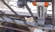 Mazgalda Mahsur Kalan Kediye Yardım