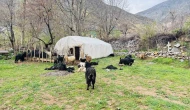 Sokak Köpeklerinin Ağıla Saldırdı: 18 Keçi Telef Oldu