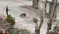 Samsun’da Sokak Köpeklerini Kavga Ettiren Şahıs Kamerada