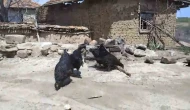 Beslediği Tilki Tavuklarını Yedi