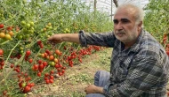 Tarlada 15, Markette 70 TL: Çiftçi Domatesini Dalında Bıraktı