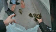 Yavru Ördekler Trafiği Durdu, Sürücüler Kurtardı