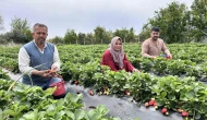 Zirai Donu Ateşle Aştı Çilek Hasadına Başladı
