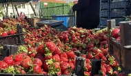 Zirai Donun Etkilemediği Ürün Çilek