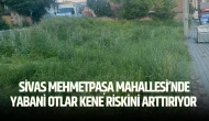 Sivas Mehmetpaşa Mahallesi’nde Yabani Otlar Kene Riskini Arttırıyor