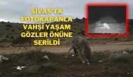 Sivas'ta Fotokapanla Vahşi Yaşam Gözler Önüne Serildi