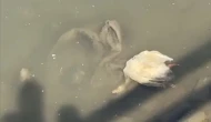 Yeşilırmak’ta Toplu Balık ve Kaz Ölümleri