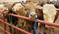 Sivas Kurban Pazarı Başvuruları Başlıyor