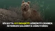 Sivas’ta Ayı Dehşeti! Görüntü Çekmek İsterken Saldırıya Uğruyordu