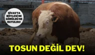 Sivas'ta Böylesi Ne Görüldü Ne Duyuldu! Tosun Değil, Dev!