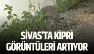 Sivas’ta Kipri Görüntüleri Artıyor