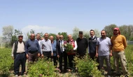 Gemerek’te Şakayık Hasadı Sezonu Başladı