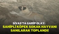 Sivas’ta Garip Olay: Sahipli Köpek Sokak Hayvanı Sanılarak Toplandı!