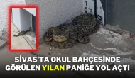 Sivas’ta Okul Bahçesinde Görülen Yılan Paniğe Yol Açtı