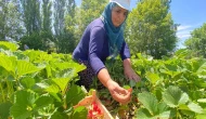 Kuyulu Çileğinde Hasat Başladı