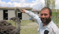 Sivas’ta Deve Kuşu Sürprizi