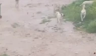 Başıboş Köpekler Çocuğa Saldırdı