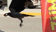 Karga Poşeti Yırttı, Cevizi Kaptı