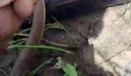 Sivaslı Vatandaş Yılana Su İçirdi