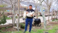 Don Felaketi Ceviz Üreticilerini Yeni İşlere Yönlendirdi