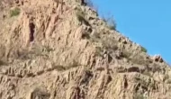Domuz Sürüsüyle Karşılaşan Çoban, O Anları Kayda Aldı