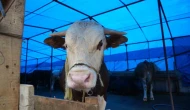 Kurban Pazarında Alıcı da Satıcı da Memnun