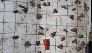 Meyve Üreticilerine Kritik İç Kurdu İlaçlama Uyarısı