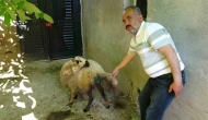 Sokak Köpekleri 6 Küçükbaş Hayvana Saldırdı