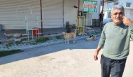 Mahallelerde Köpek Korkusu