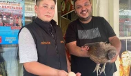 Tavuk Dönerciyi Yumurtlamak İçin Seçti