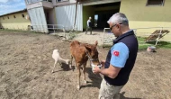 Ahırda Sıra Dışı Dostluk