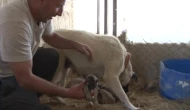 Kurt Yavrusuna Bile Annelik Yapan Irk: Kangal
