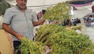 Yeşil Nohut Tezgâhlarda