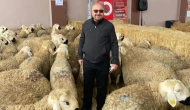Kangal’da Şap Hastalığı İddialarına Yalanlama: “Hayvancılığımız Güvende, Panik Yersiz”