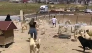 Hayvan Barınağında Dehşete Düşüren Görüntüler! Köpekler Birbirine Saldırdı